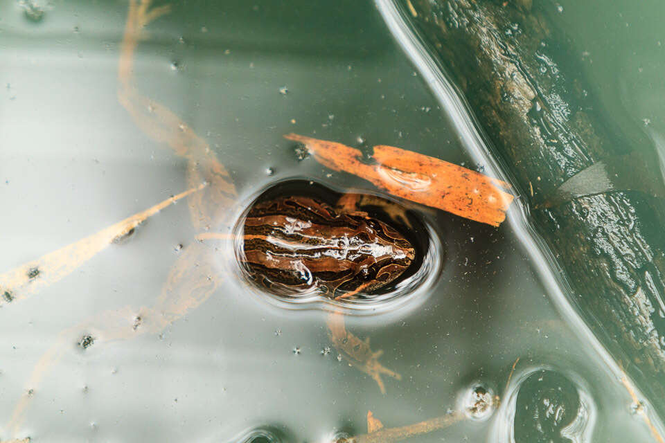 Image of Brown Frog