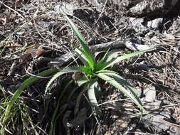 Imagem de Eryngium longifolium Cav.