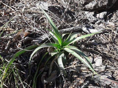 Image of Eryngium longifolium Cav.