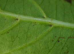 Image of Viburnum odoratissimum Ker-Gawl.