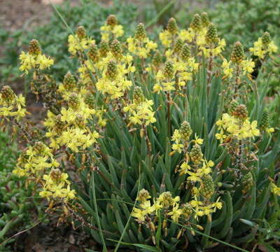 Image of Bulbine lagopus (Thunb.) N. E. Br.