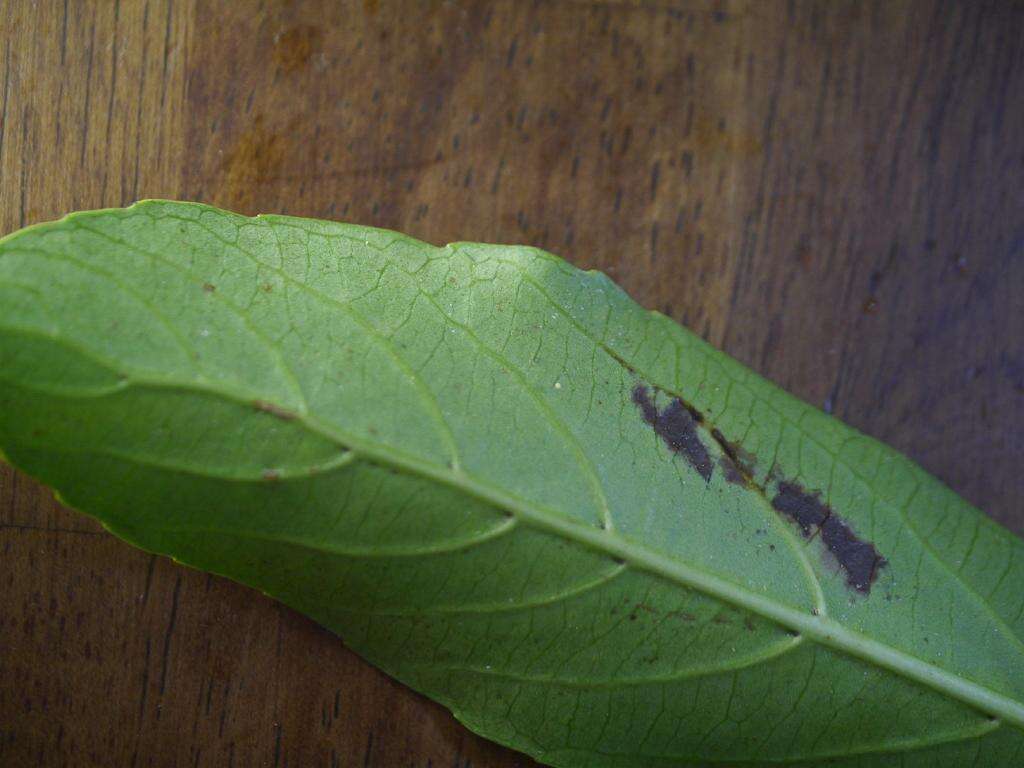 Image of Viburnum odoratissimum Ker-Gawl.