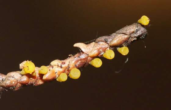 Chloroscypha alutipes (W. Phillips) Dennis 1964的圖片