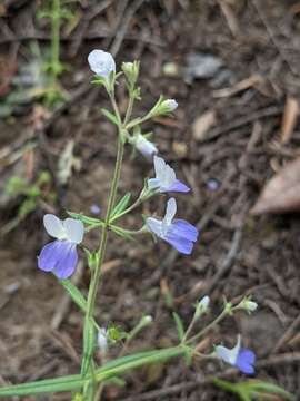 Image of narrowleaf blue eyed Mary