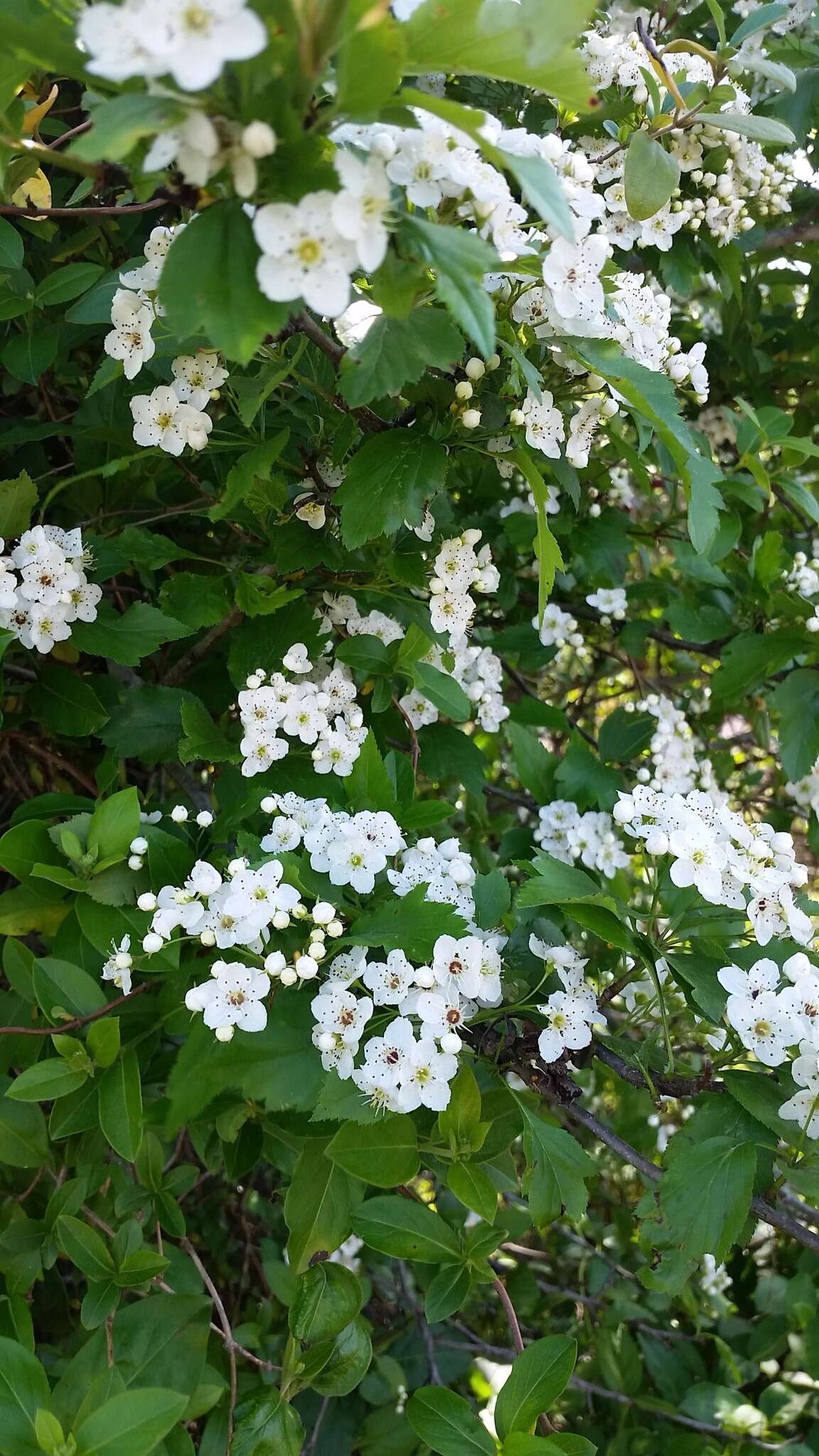 Image of green hawthorn