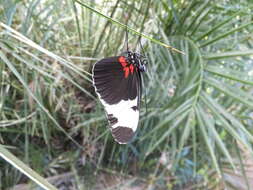 Image of Heliconius sapho Drury 1782