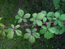 Rubus rubritinctus W. C. R. Watson resmi