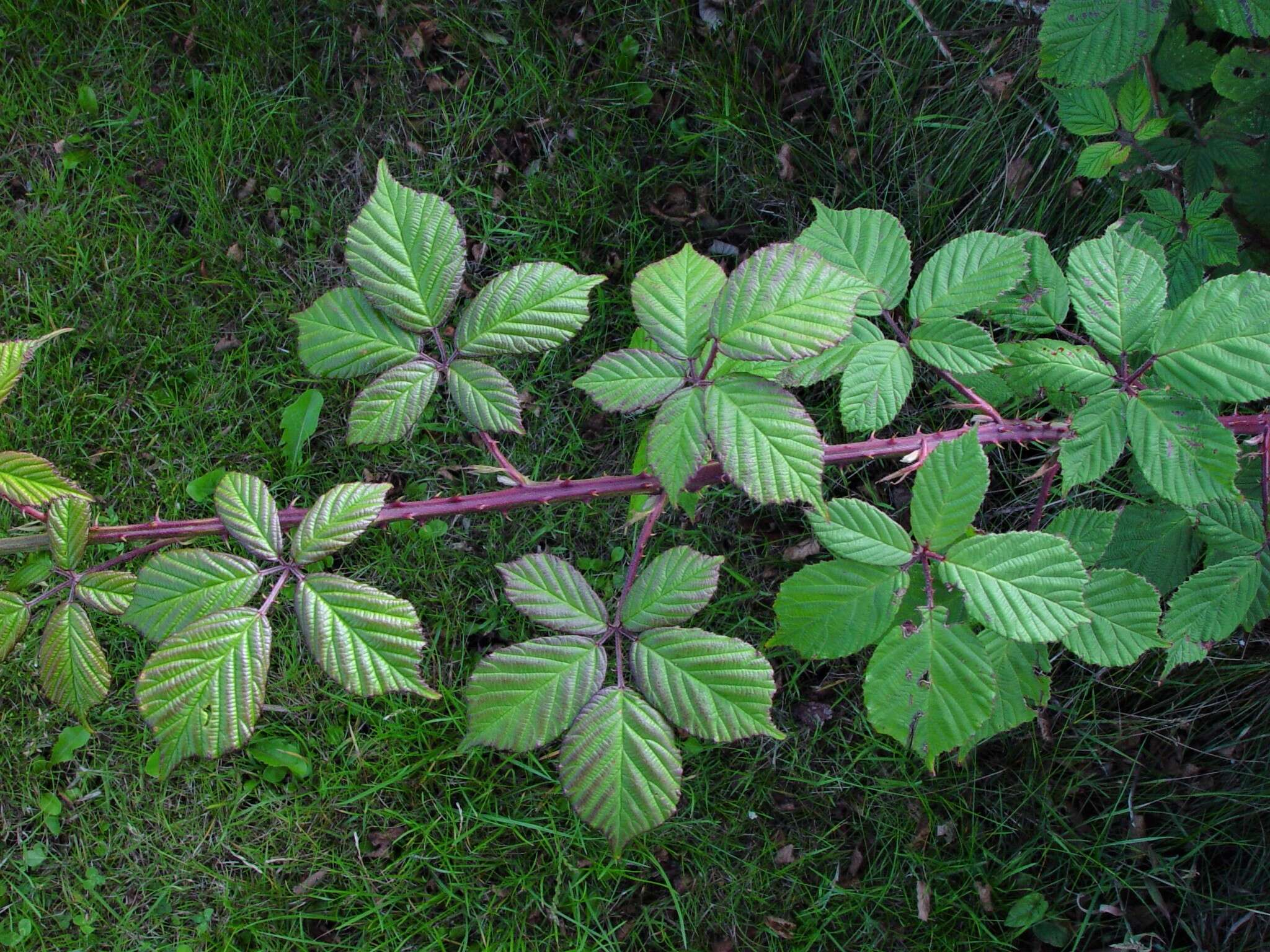 Image of Rubus rubritinctus W. C. R. Watson