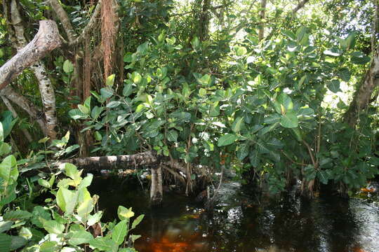 Ficus trichopoda Bak.的圖片