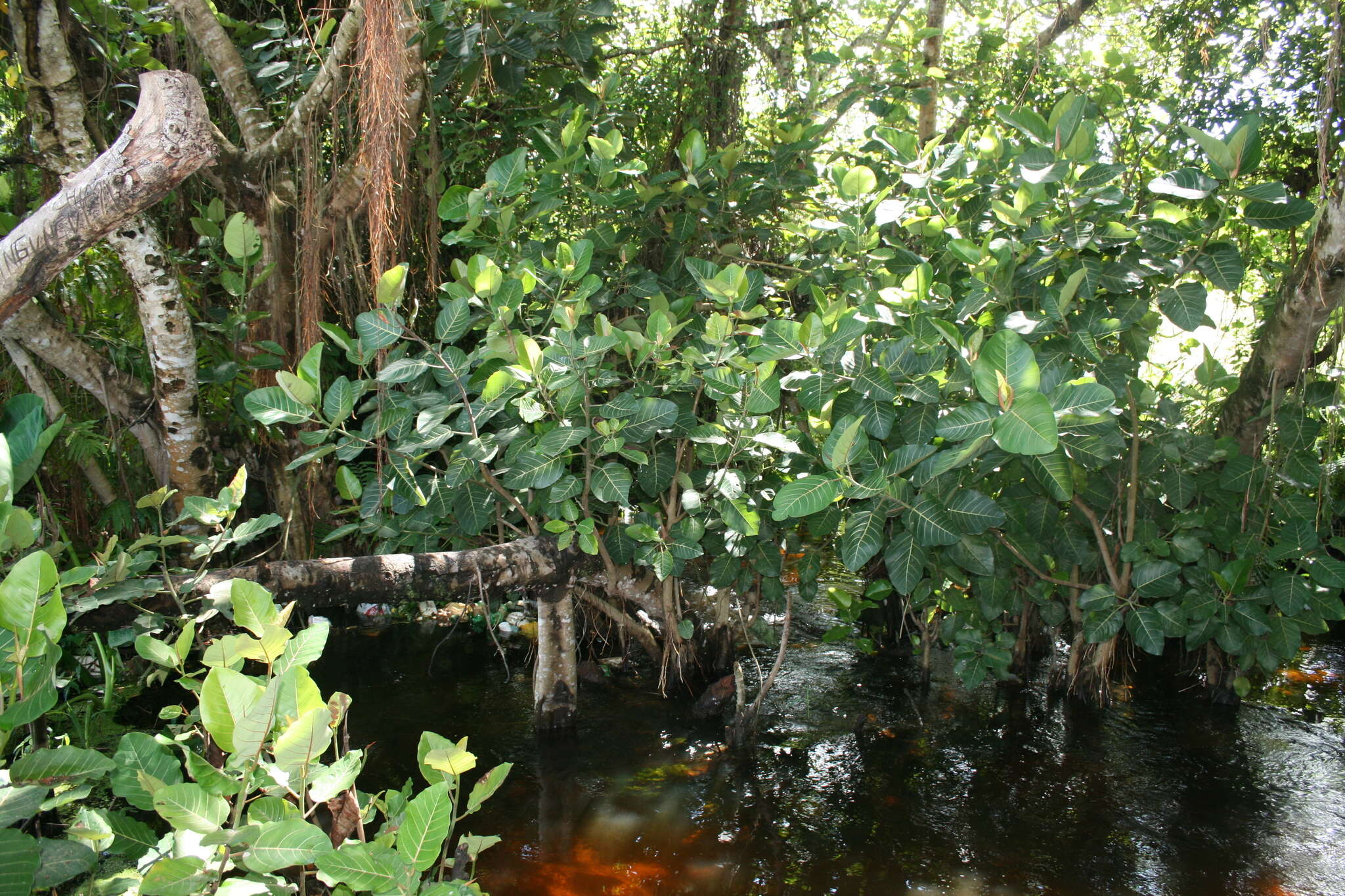 Image of Ficus trichopoda Bak.