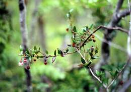 Image of Chilean guava