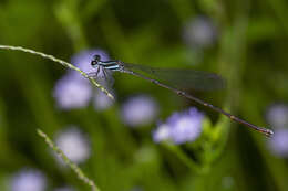 Image of Prodasineura laidlawii (Förster ex Laidlaw 1907)