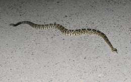 Image of Blacktail Rattlesnake