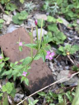 Imagem de Epilobium brevifolium D. Don