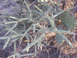 Image of cholla