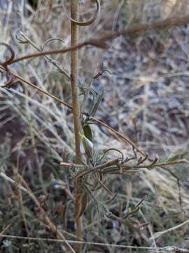 Image of hairy bird's-beak