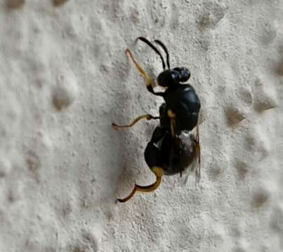 صورة Brachymeria minuta (Linnaeus 1767)