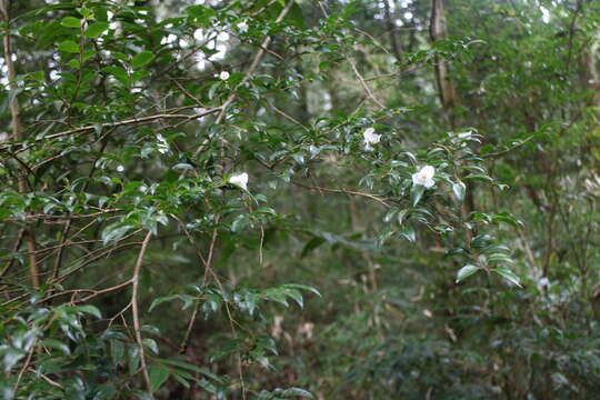 Image of Camellia lutchuensis Ito ex Ito & Matsum.
