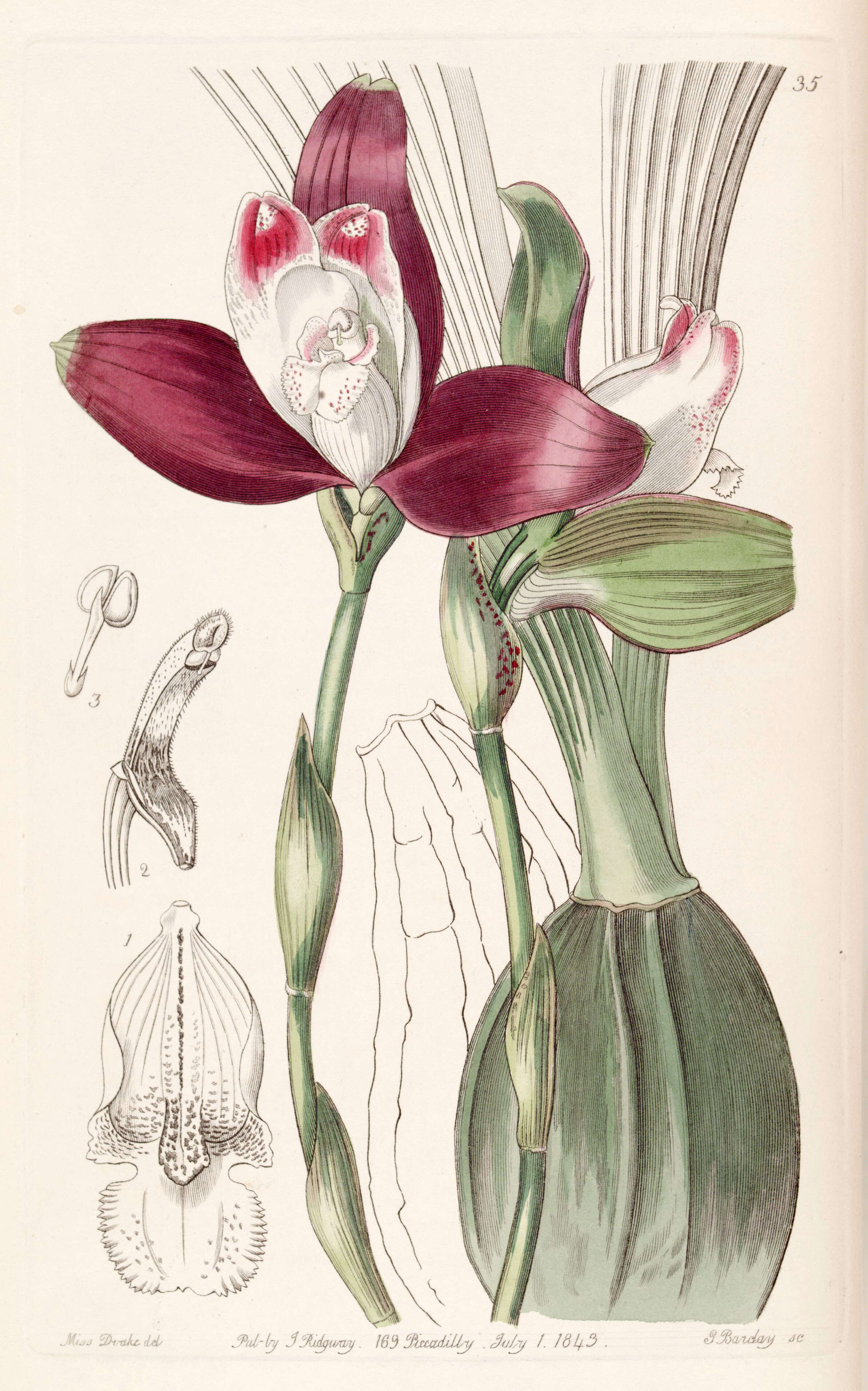 Image of Lycaste macrophylla (Poepp. & Endl.) Lindl.