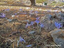 Image of Colchicum macrophyllum B. L. Burtt