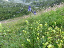 Image of Betony-leaved Rampion