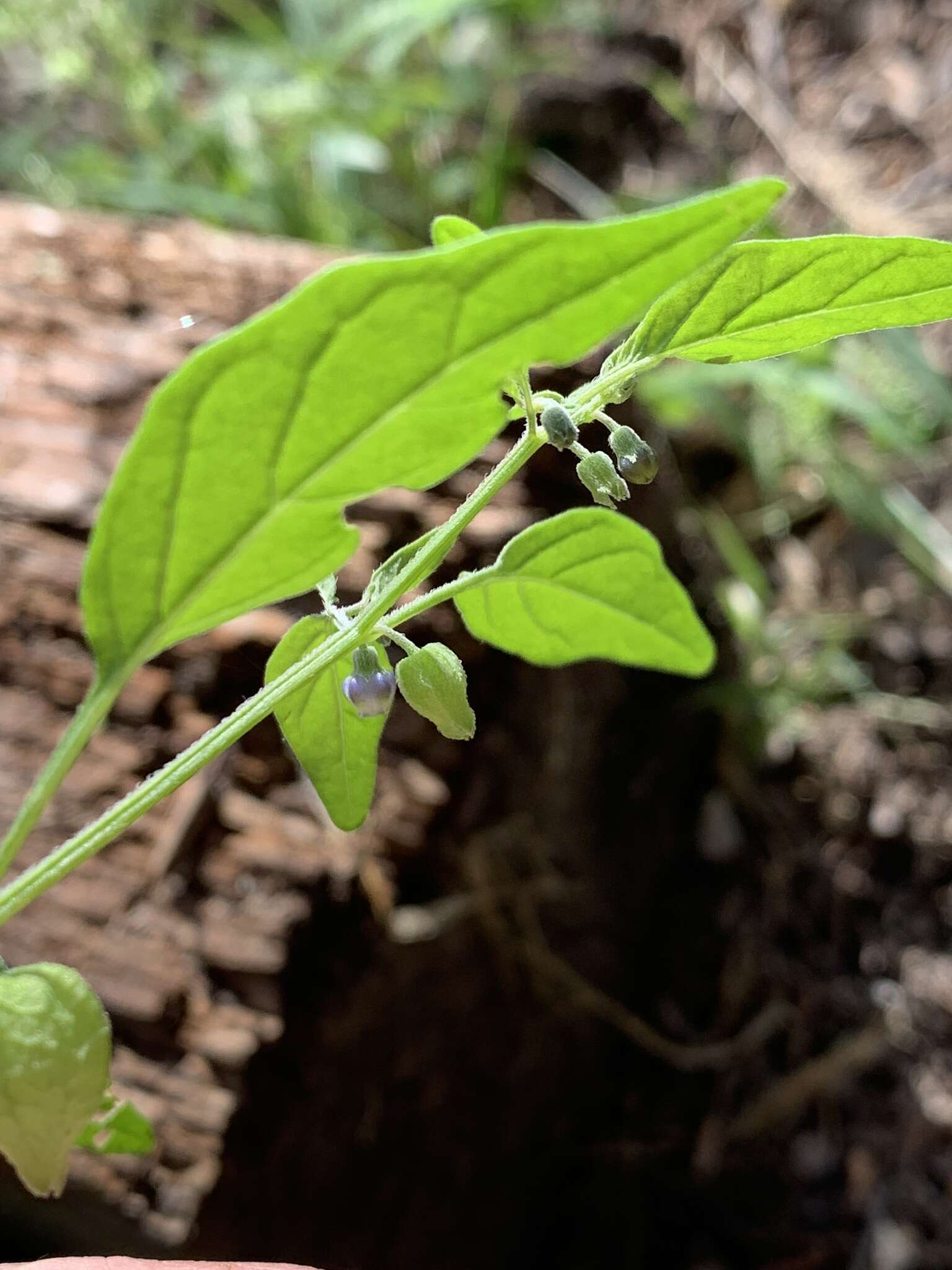 Plancia ëd Physalis solanacea (Schltdl.) B. Axelius