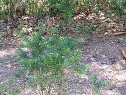 Image of Florida Nutmeg Tree