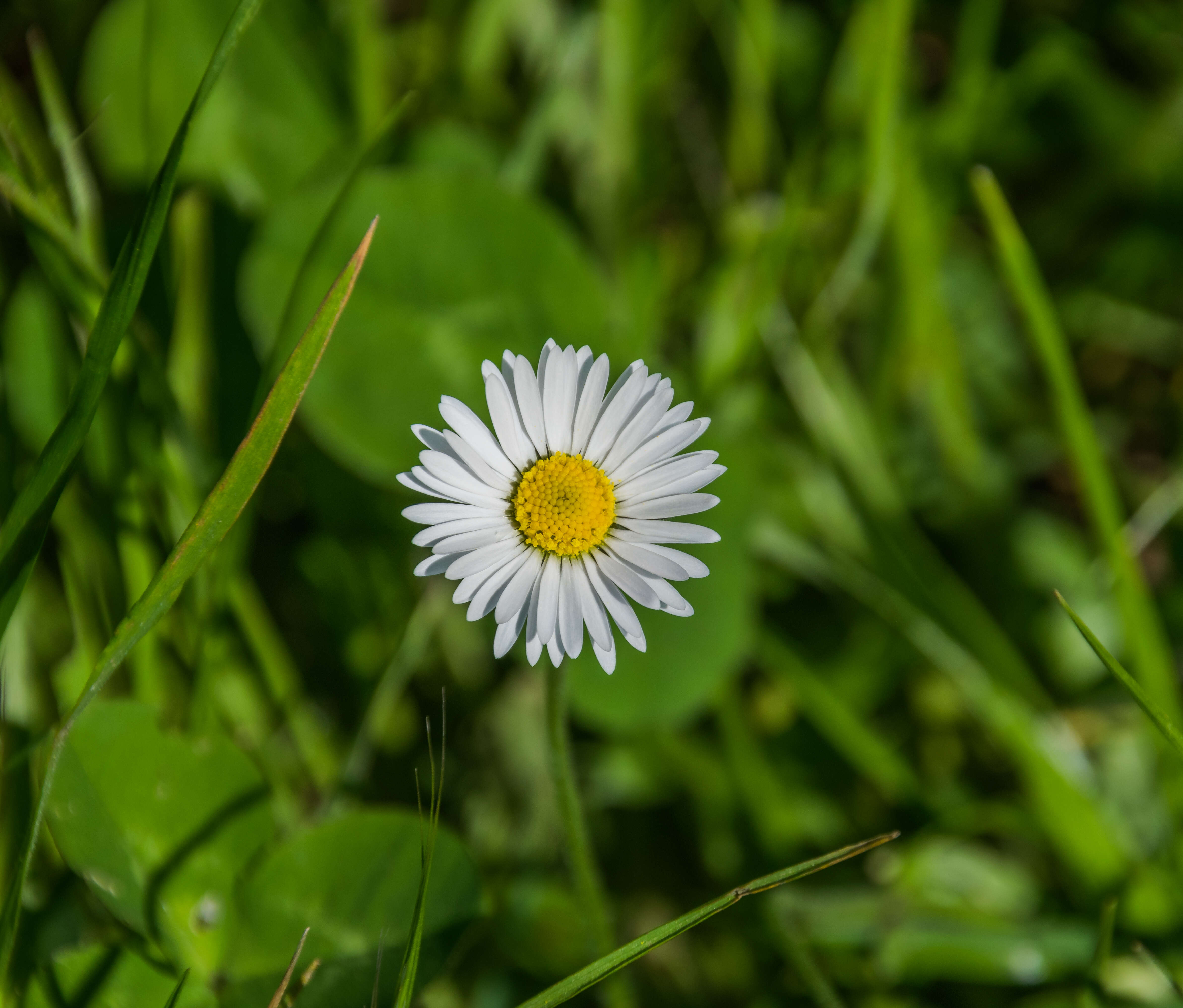 Image of Daisy