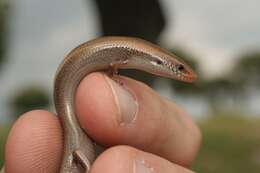 Image of Bedriaga's Skink