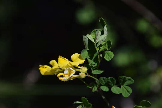 Image of Scorpion Senna