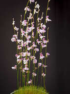 Image of Utricularia blanchetii A. DC.