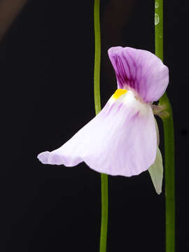 Imagem de Utricularia blanchetii A. DC.