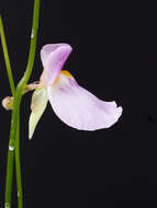Image of Utricularia blanchetii A. DC.
