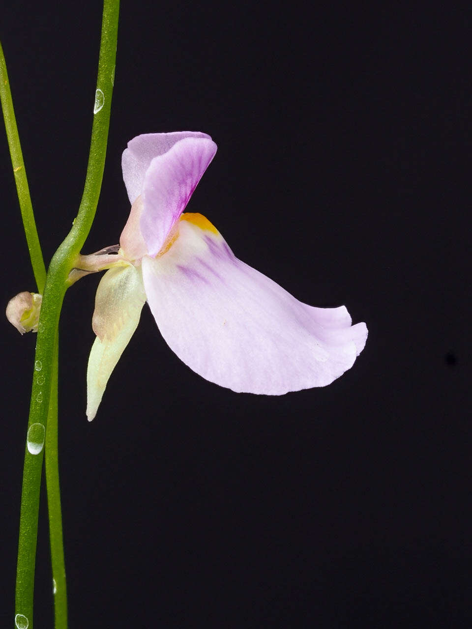 Imagem de Utricularia blanchetii A. DC.