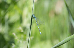 Image of Azure Bluet