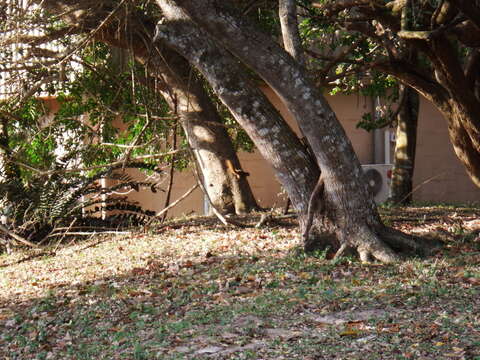 Image of Red Bush Squirrel