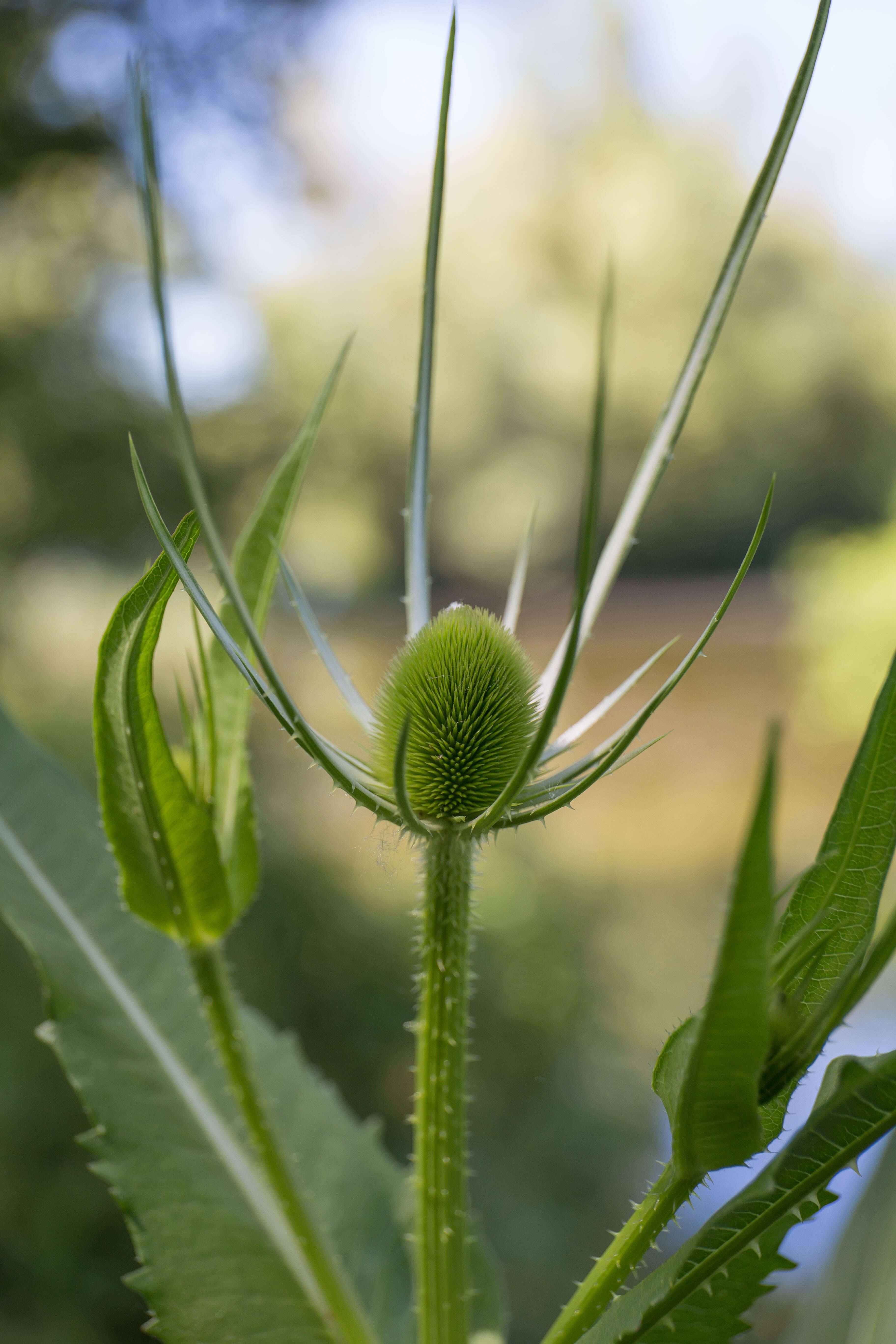 Image of Dipsacus fullonum