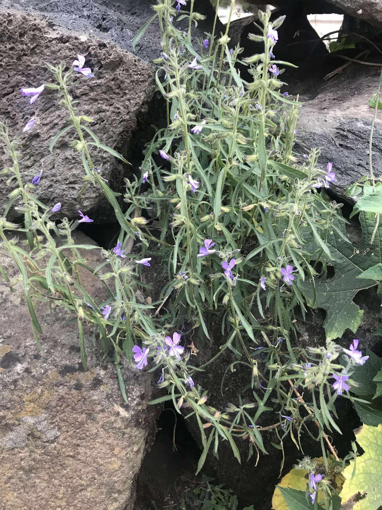 Image of Bonplandia geminiflora Cav.