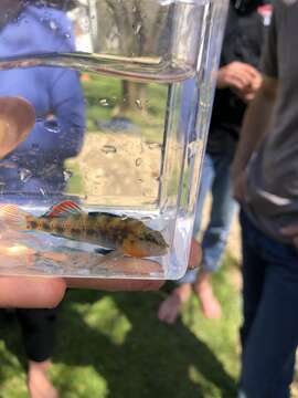 Image of Highland Rim Darter