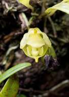 Image of masdevallia