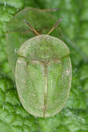 Image of thistle tortoise beetle