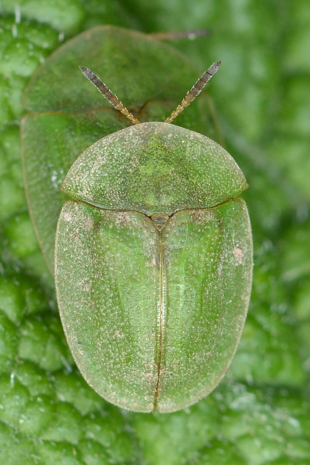 Image of thistle tortoise beetle