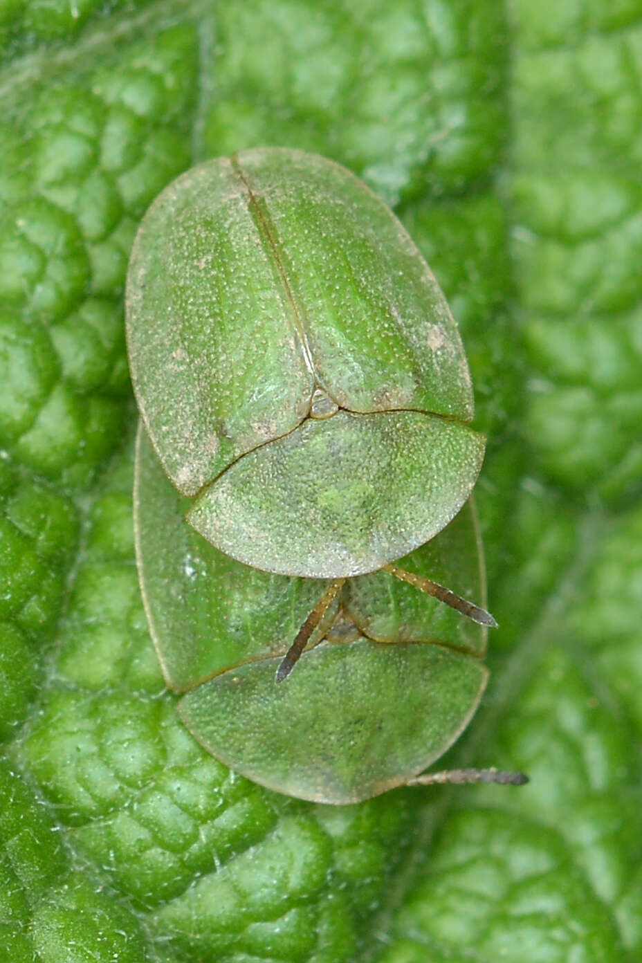 Image of thistle tortoise beetle