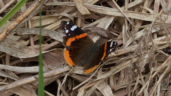 Image of Red Admiral