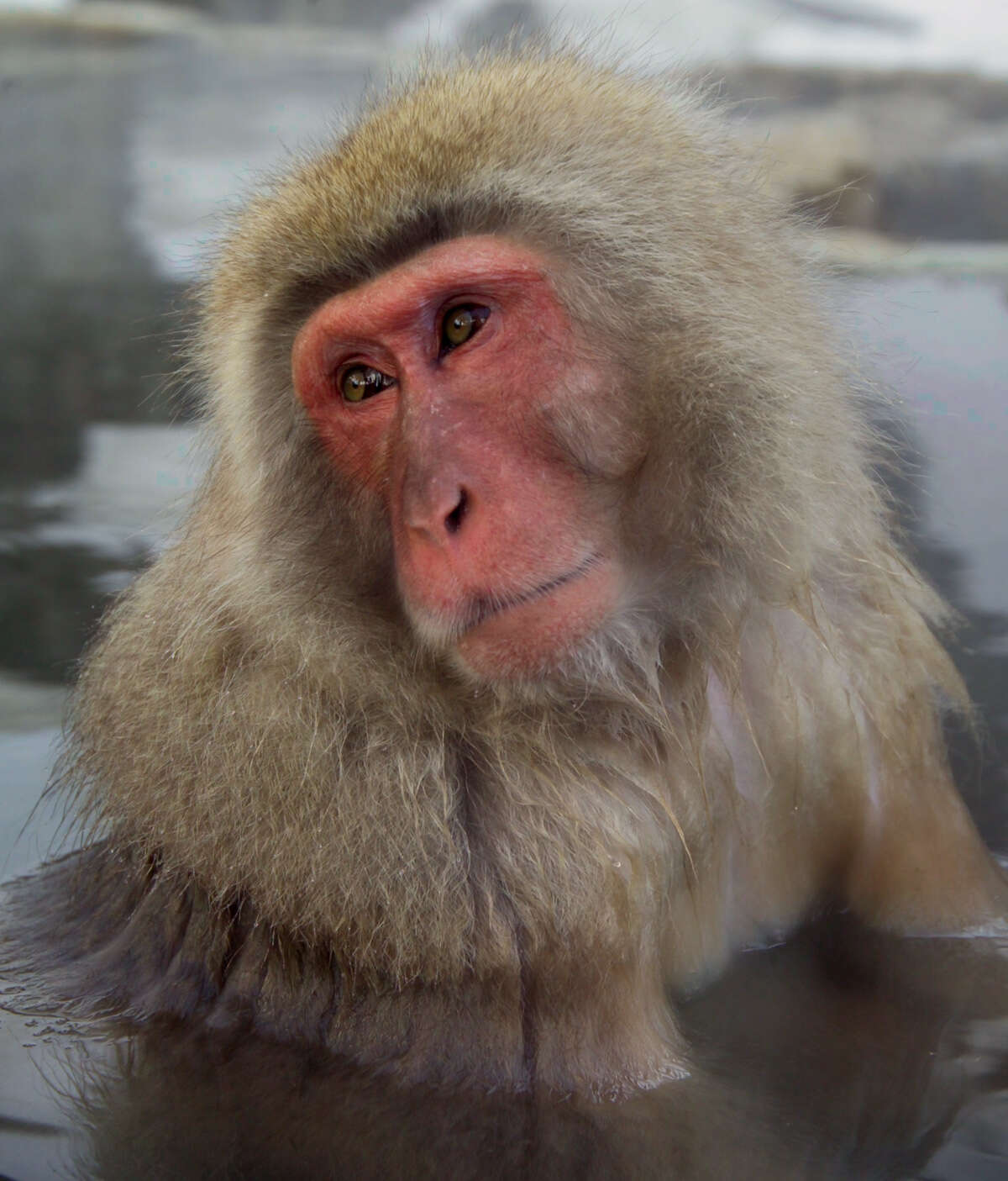 Image of Japanese Macaque