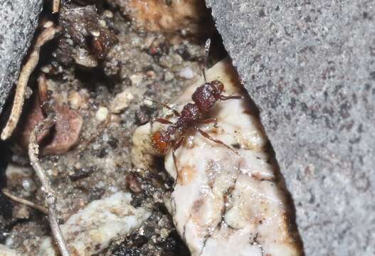 Image of Tetramorium hispidum (Wheeler 1915)