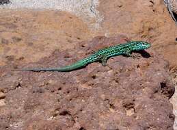 Image of Ibiza Wall Lizard