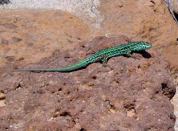 Image of Ibiza Wall Lizard