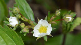 Image of Virginia strawberry