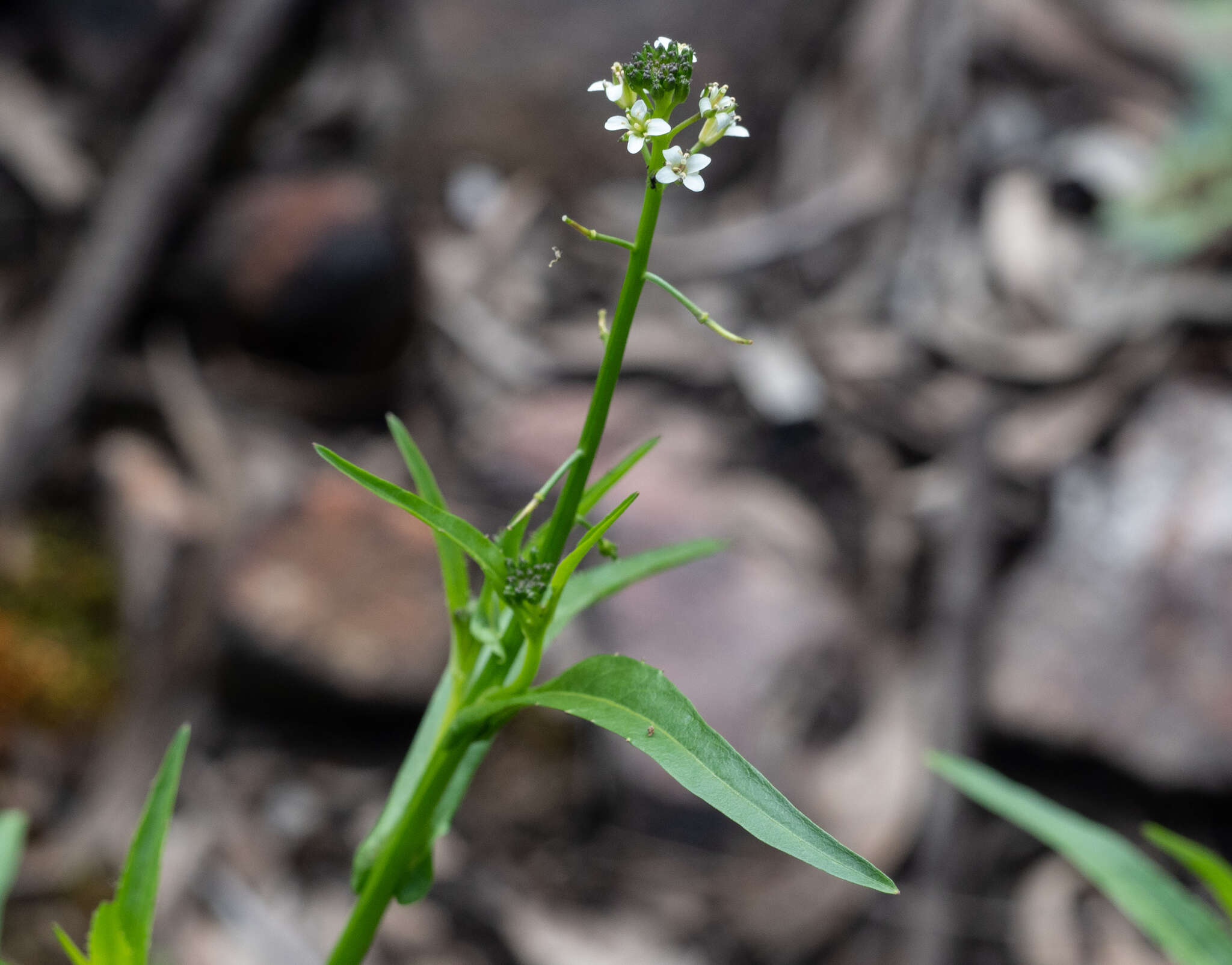 Sivun Rorippa gigantea (Hook. fil.) Garn.-Jones kuva